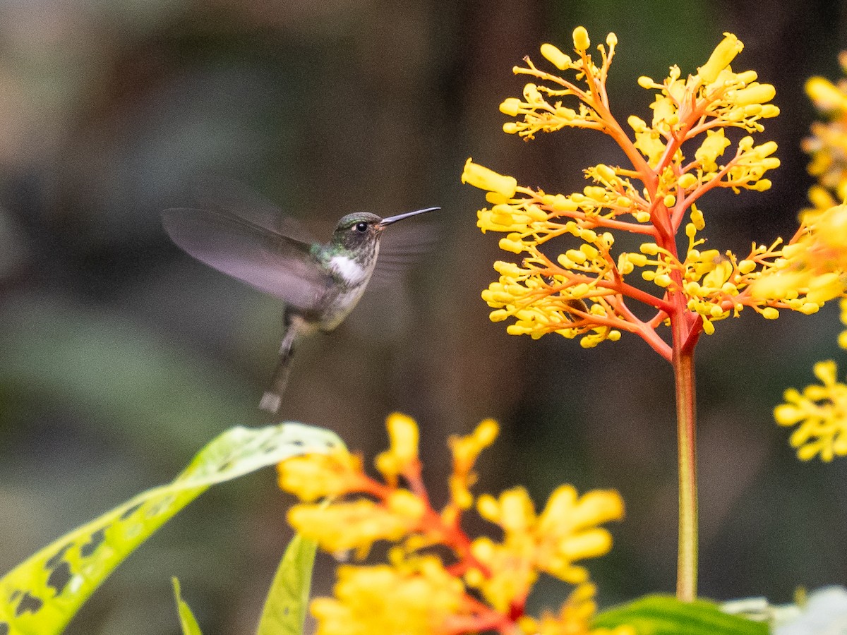 kolibřík ekvádorský - ML616122551