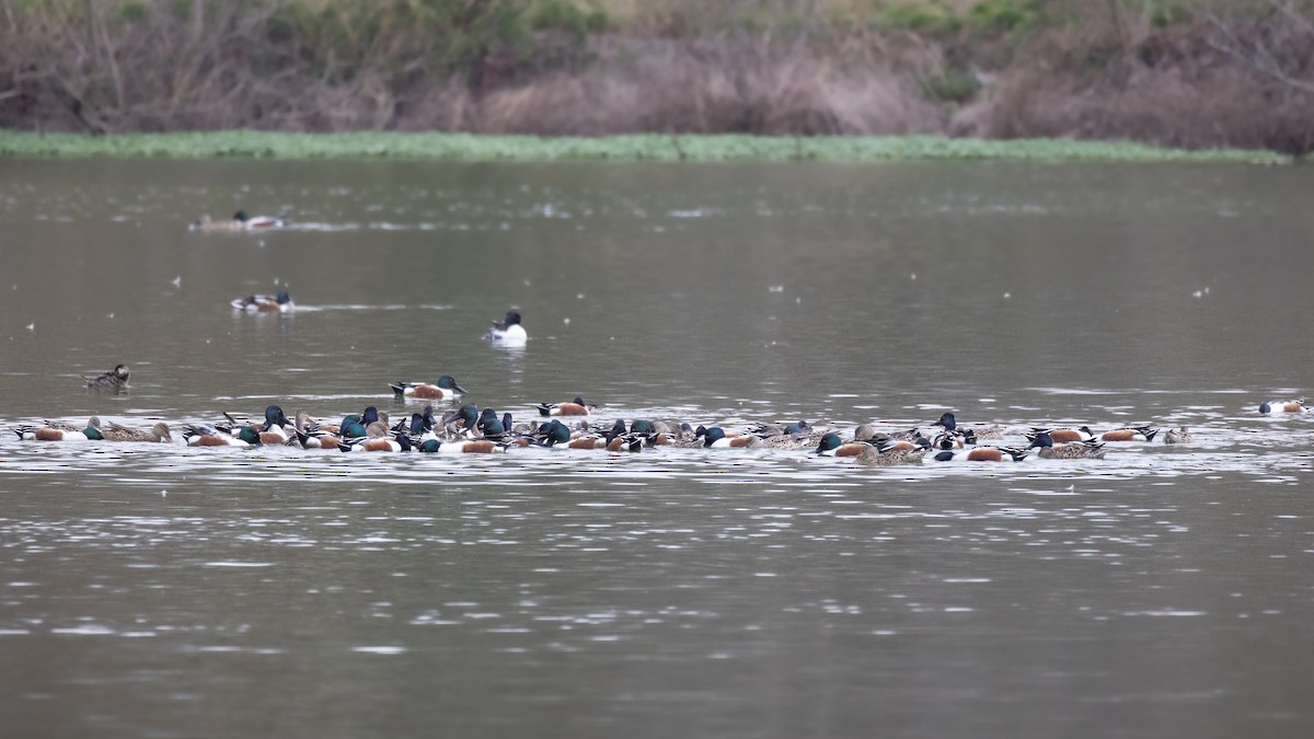 Northern Shoveler - ML616122559