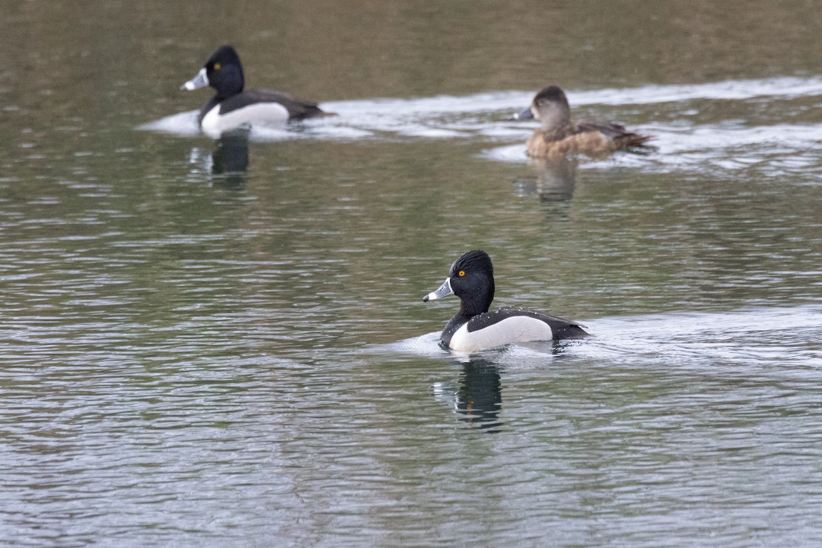 Ring-necked Duck - ML616122569