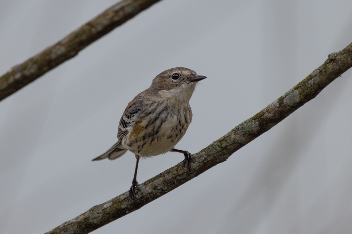 Yellow-rumped Warbler - ML616122582