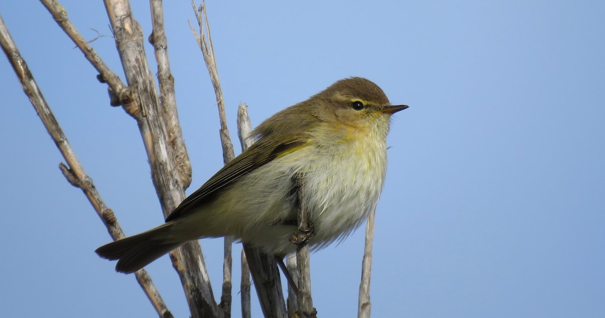 Common Chiffchaff - ML616122591