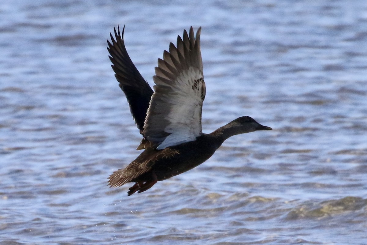 American Black Duck - Trudy Rottino