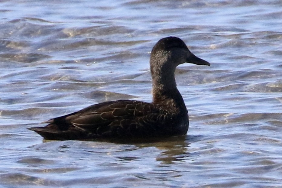 American Black Duck - Trudy Rottino