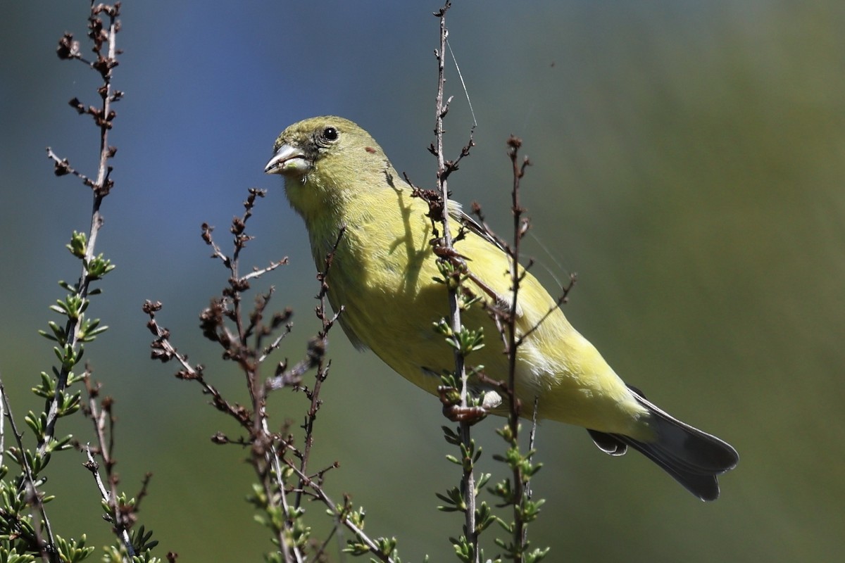 Lesser Goldfinch - ML616122656