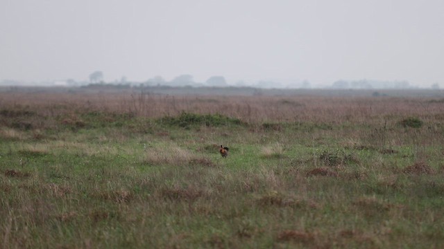 Greater Prairie-Chicken (Attwater's) - ML616122699