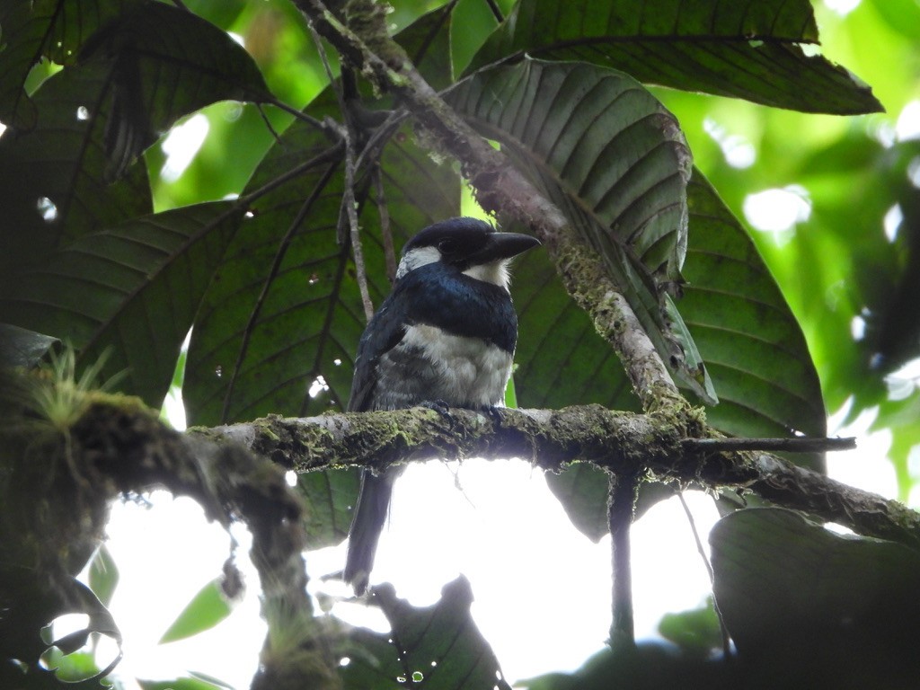 Black-breasted Puffbird - ML616122714