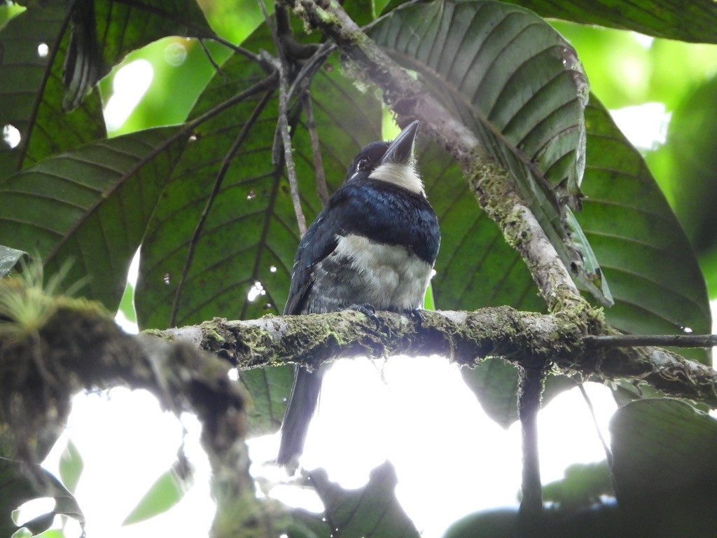 Black-breasted Puffbird - ML616122717