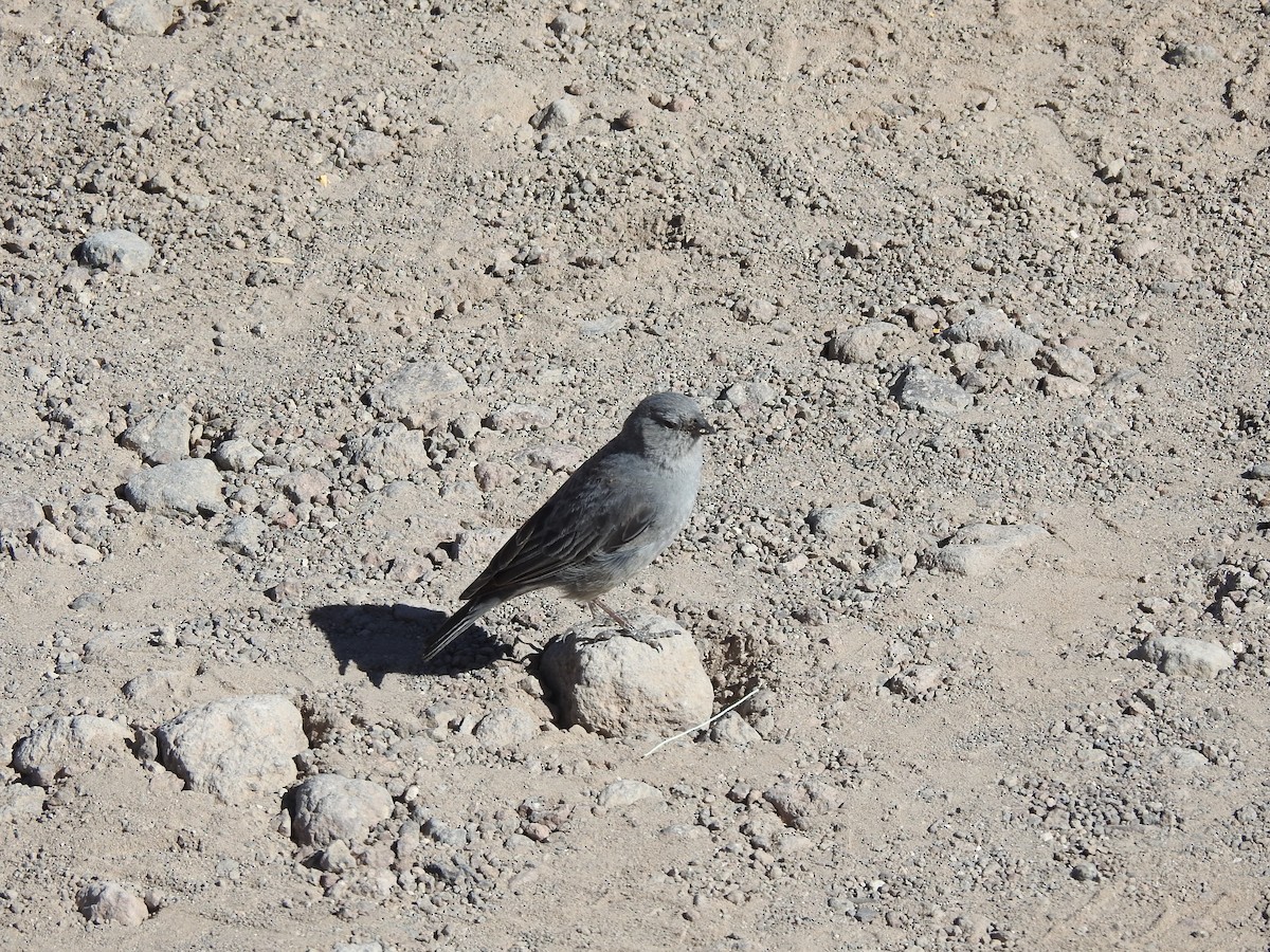 Plumbeous Sierra Finch - ML616122757