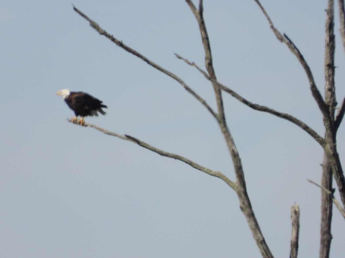 Bald Eagle - ML616122775