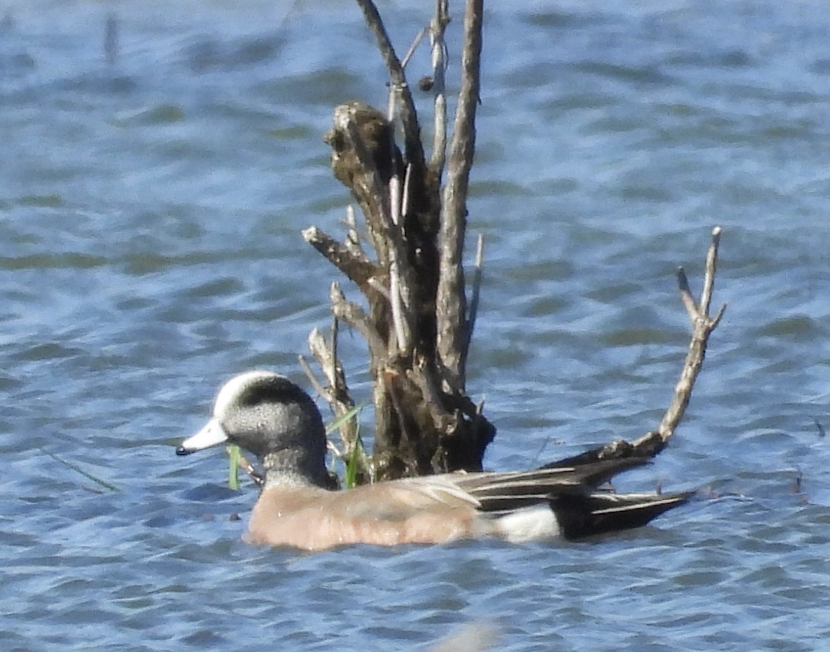 American Wigeon - ML616122800