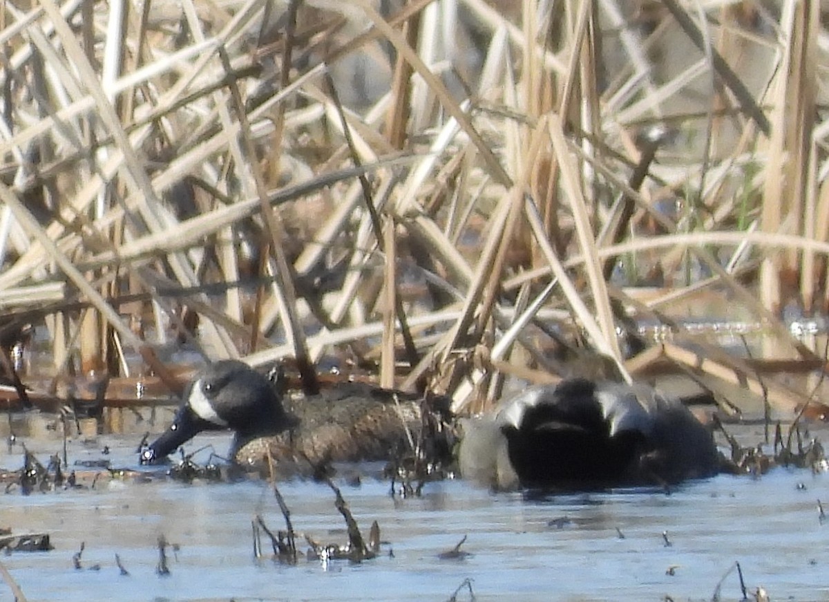 Blue-winged Teal - ML616122836