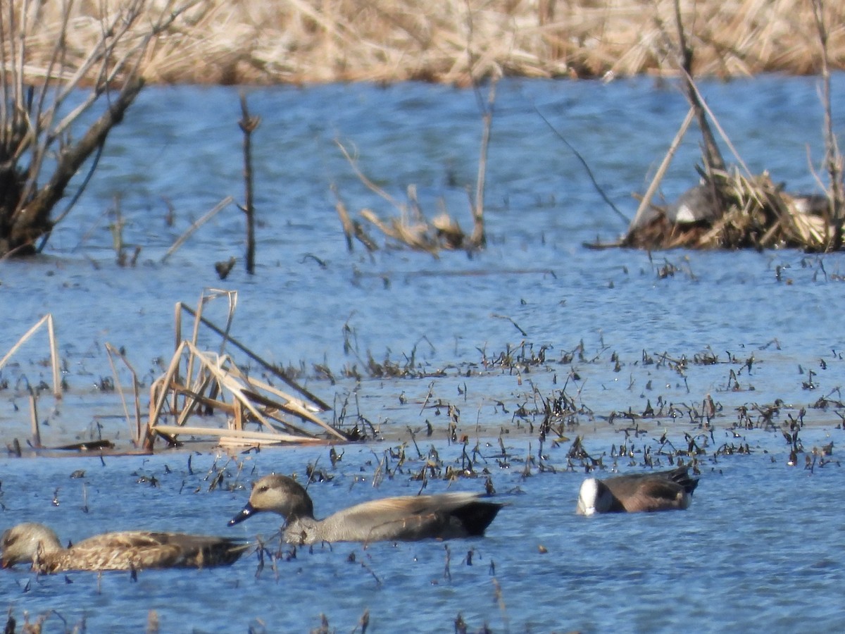 Gadwall - ML616122848