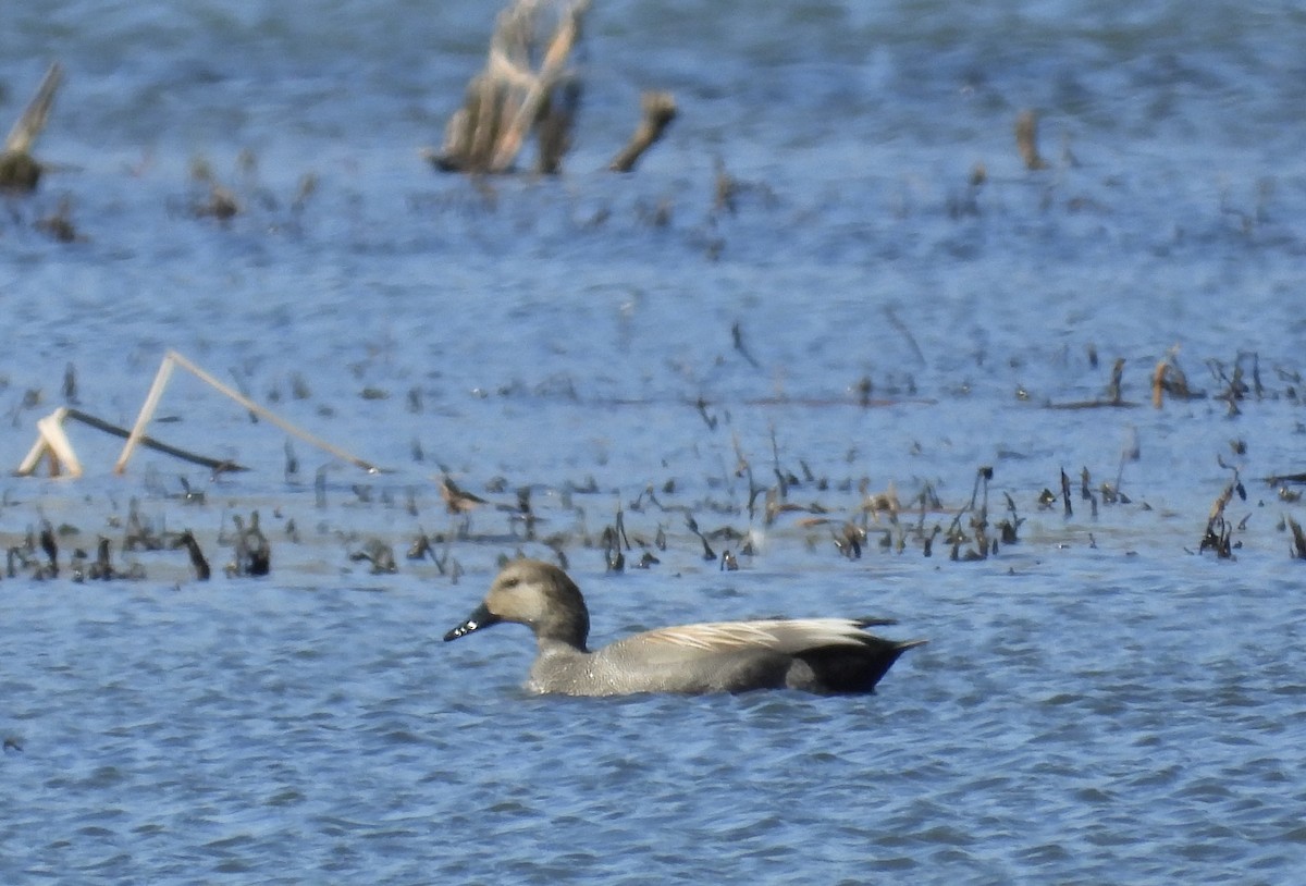 Gadwall - ML616122862