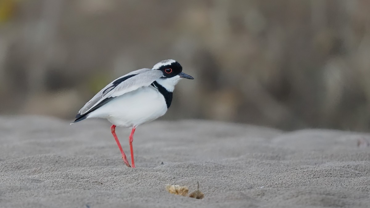 Pied Plover - ML616123025