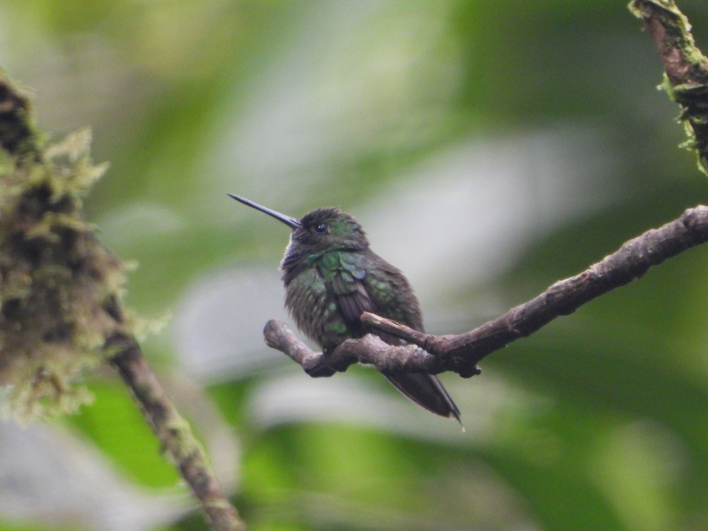 Purple-chested Hummingbird - Danilo Góngora