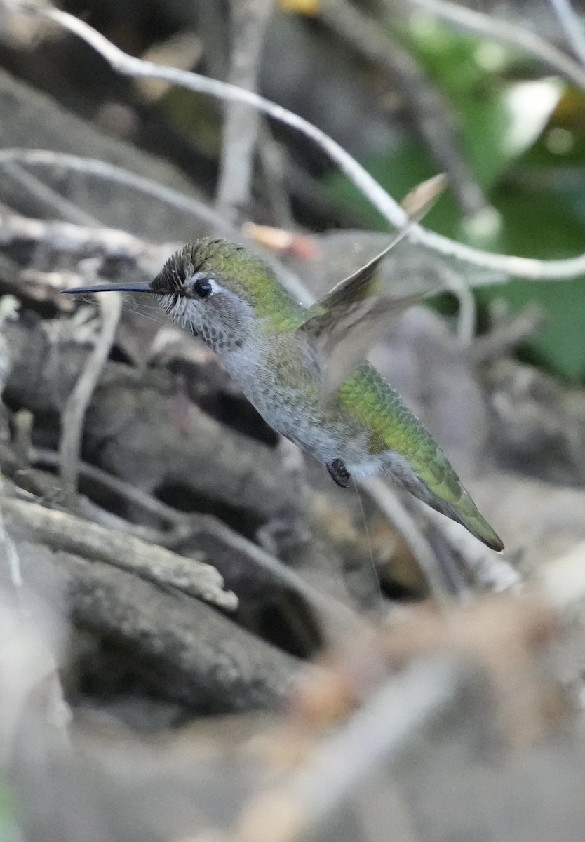 Anna's Hummingbird - ML616123043