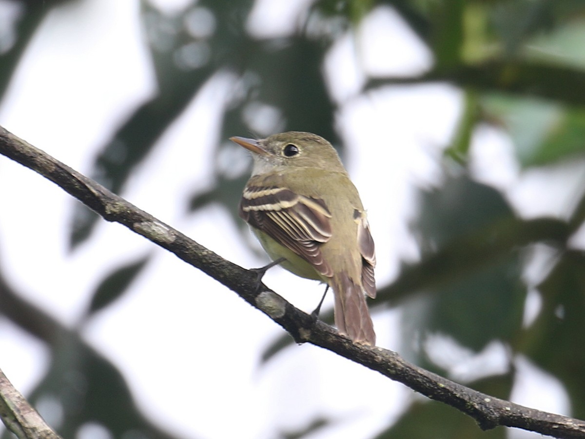 Acadian Flycatcher - ML616123051