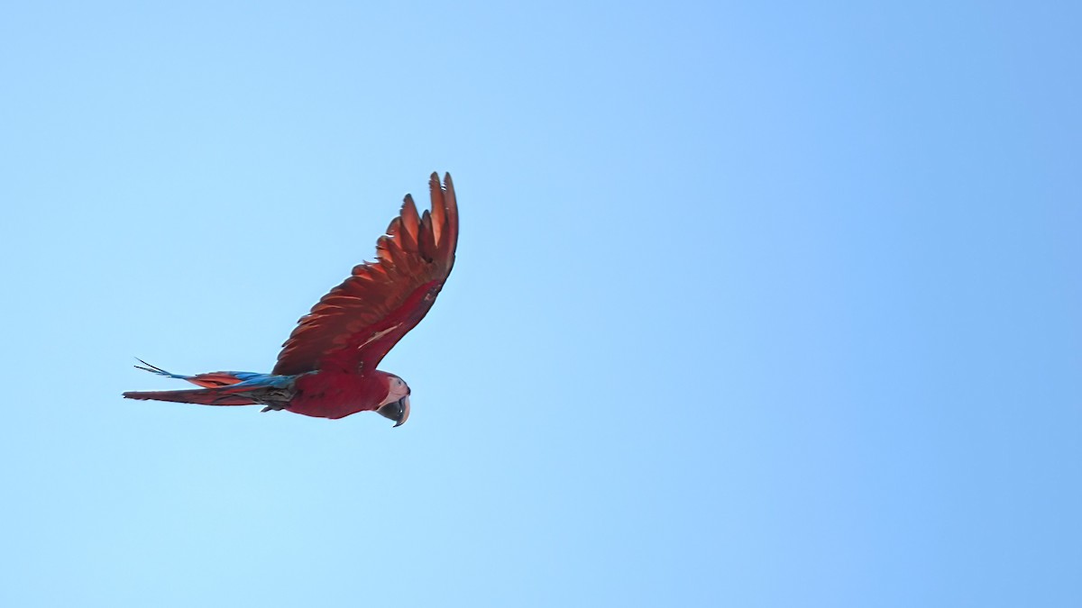 Red-and-green Macaw - ML616123061