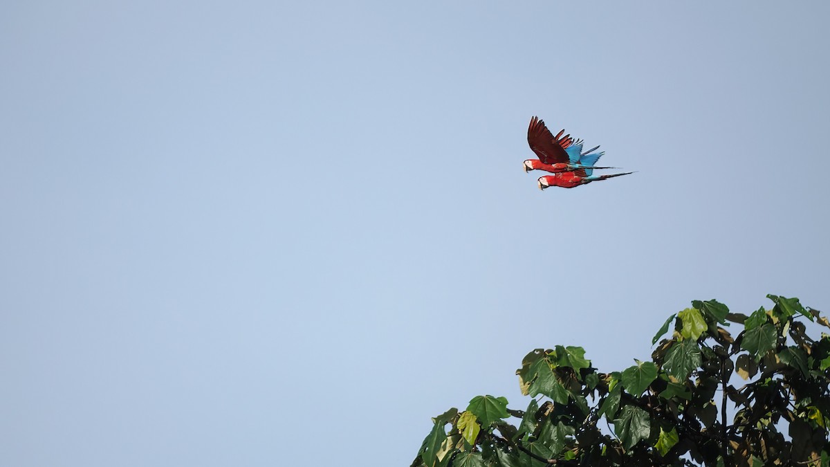 Red-and-green Macaw - ML616123062