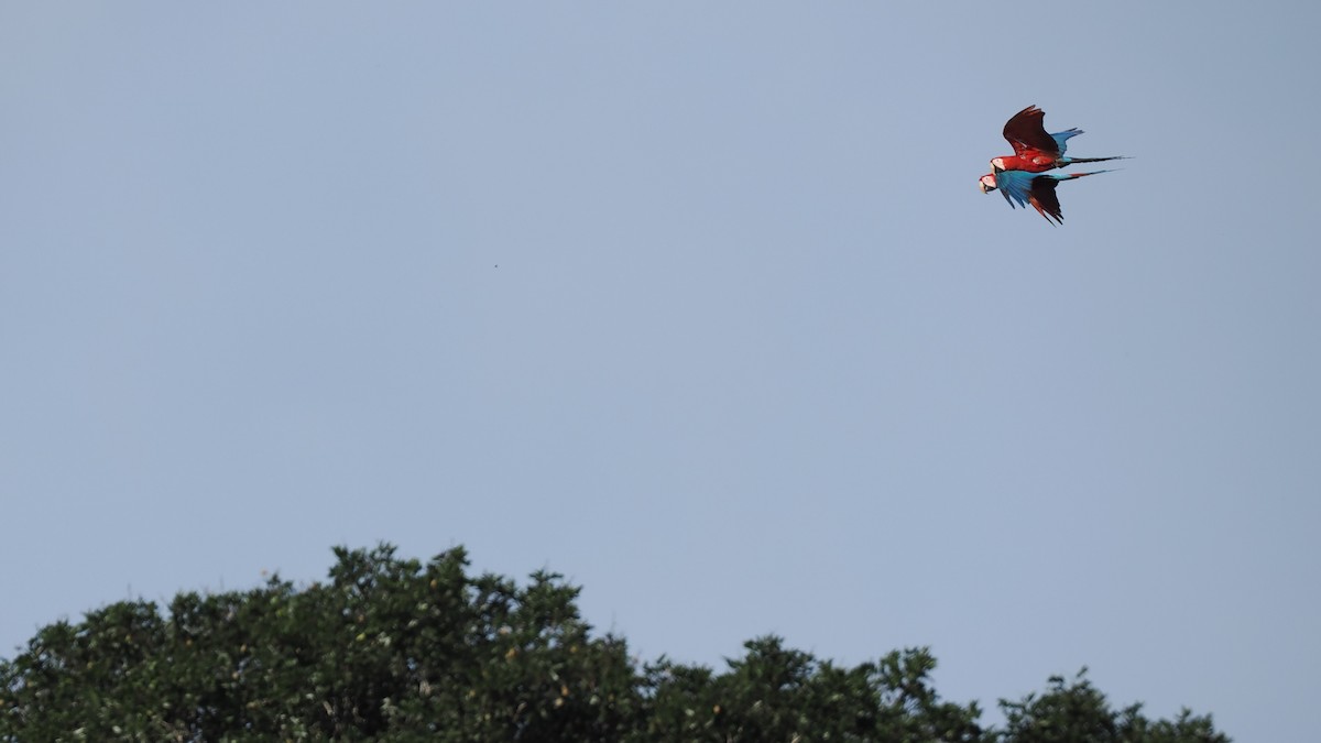 Red-and-green Macaw - ML616123063