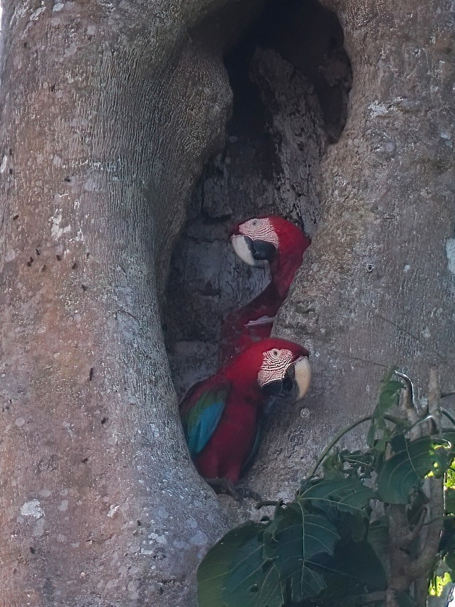 Red-and-green Macaw - ML616123064