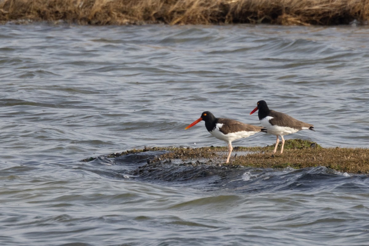 American Oystercatcher - ML616123069