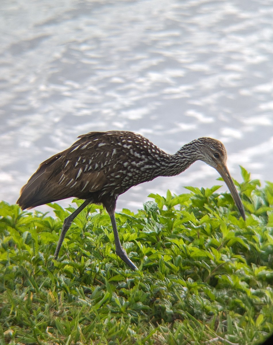 Limpkin - Callan Murphy