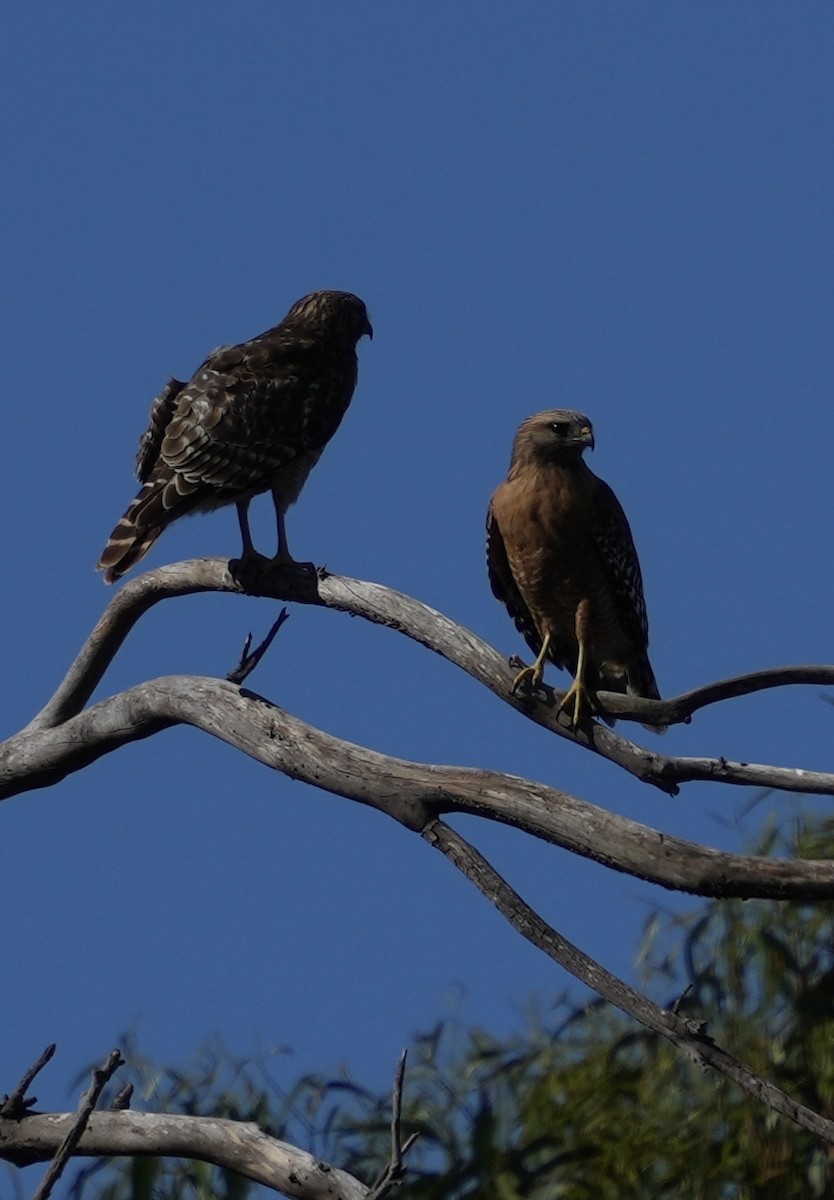 Red-shouldered Hawk - ML616123080