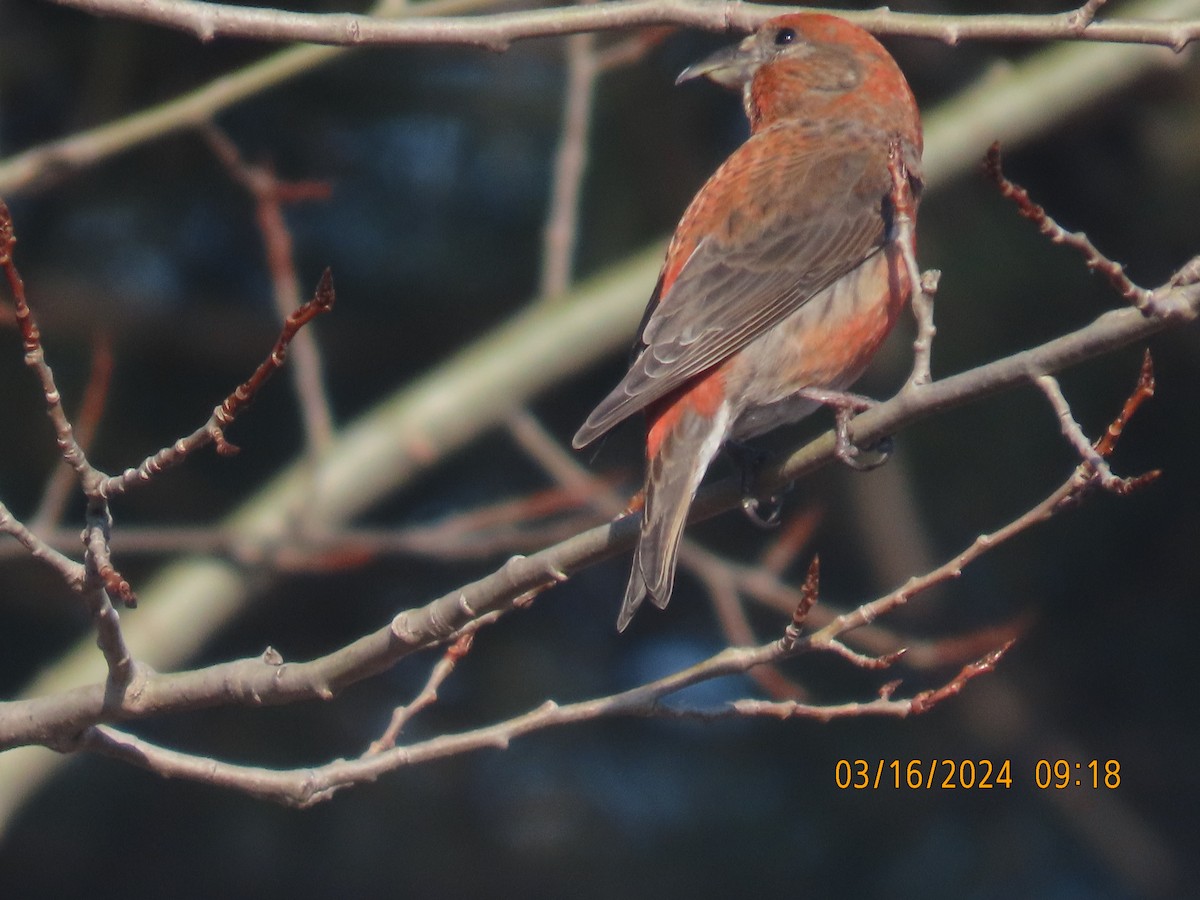 Red Crossbill - ML616123091