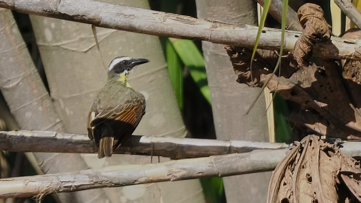 Boat-billed Flycatcher - ML616123117