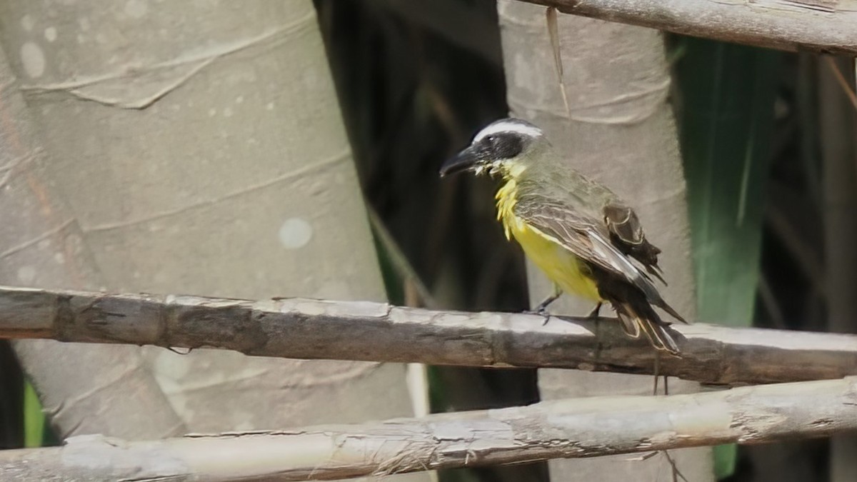 Boat-billed Flycatcher - ML616123118