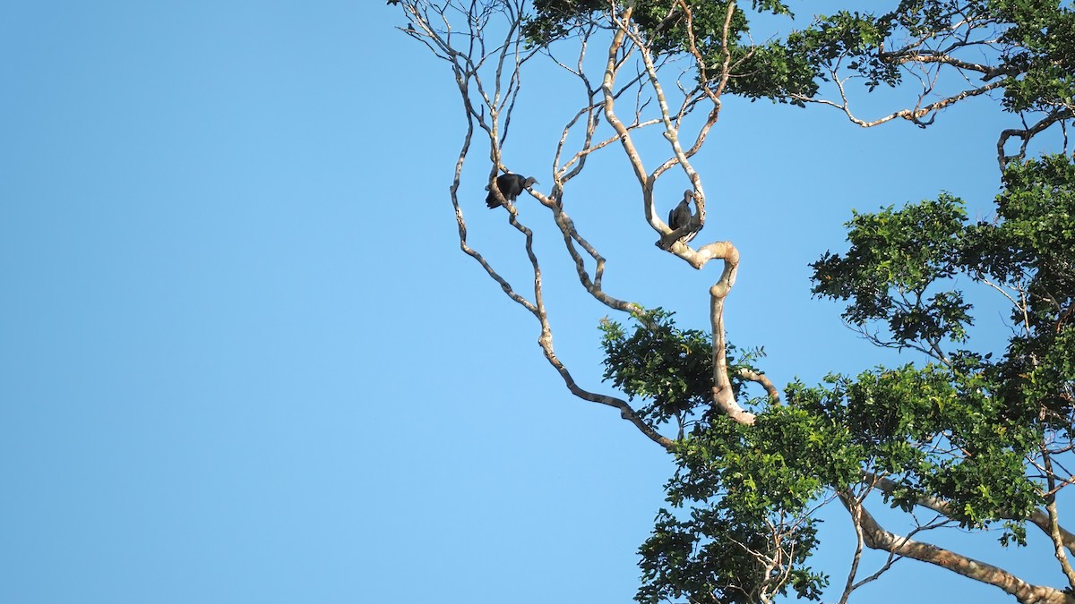 Black Vulture - ML616123140