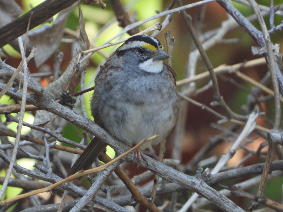 White-throated Sparrow - Julen Santa Cristina