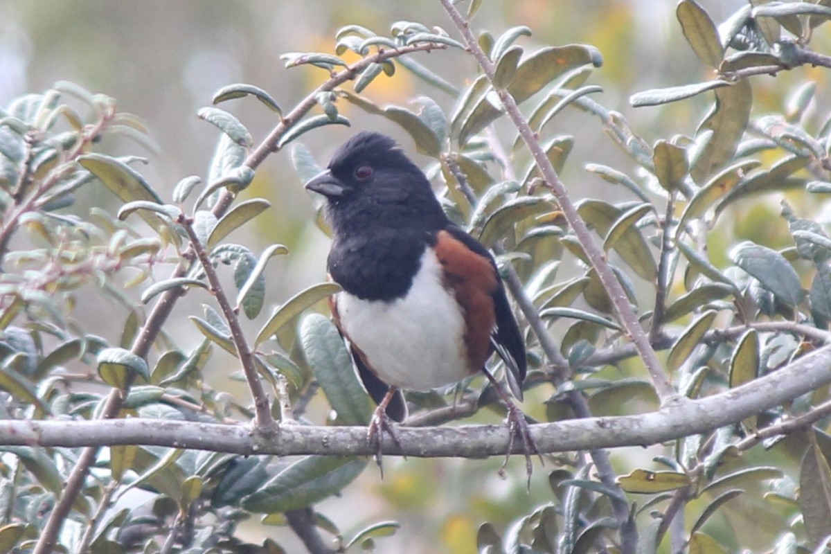 Eastern Towhee (Red-eyed) - ML616123180