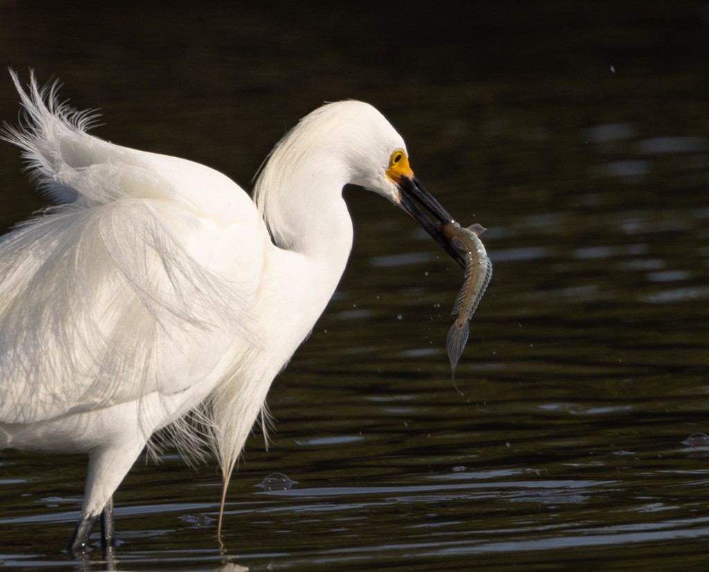 Snowy Egret - Linda Burek