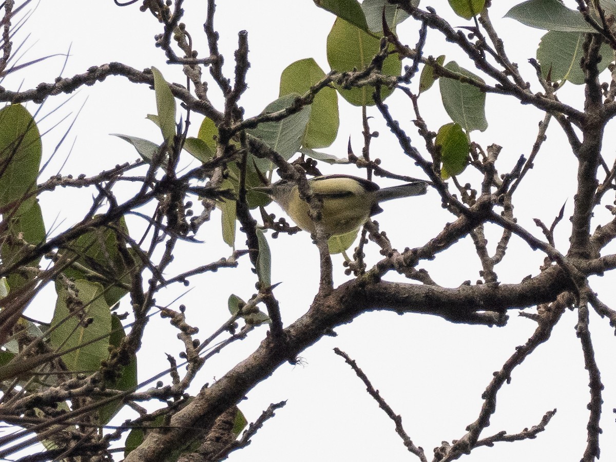 Rusty-winged Antwren - ML616123253