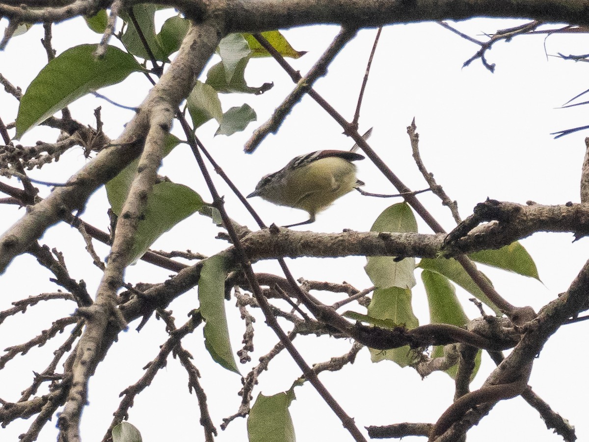 Rusty-winged Antwren - ML616123256