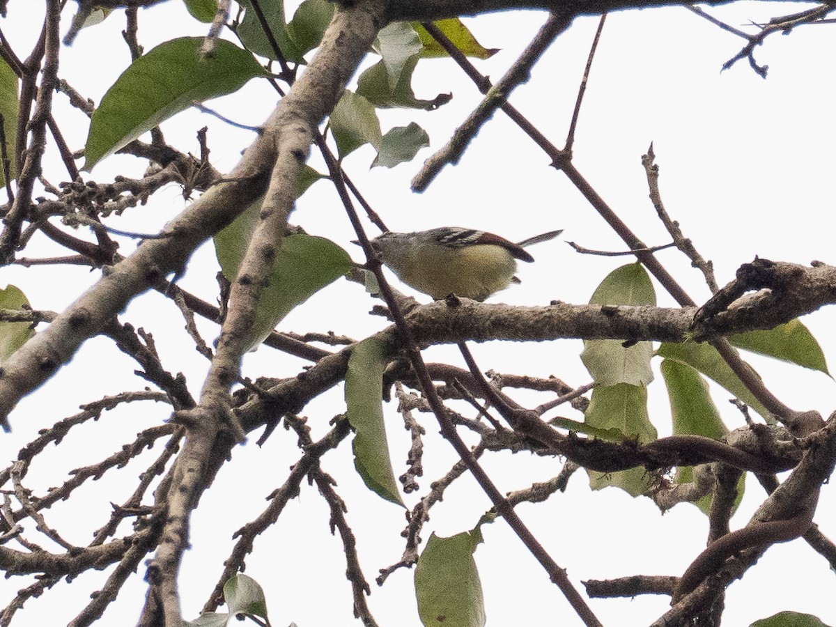 Rusty-winged Antwren - ML616123259