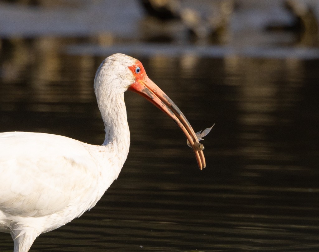 White Ibis - Linda Burek