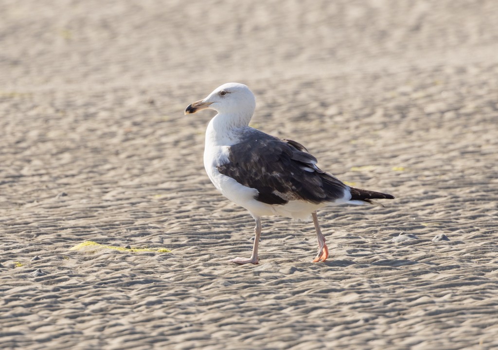 Great Black-backed Gull - ML616123299