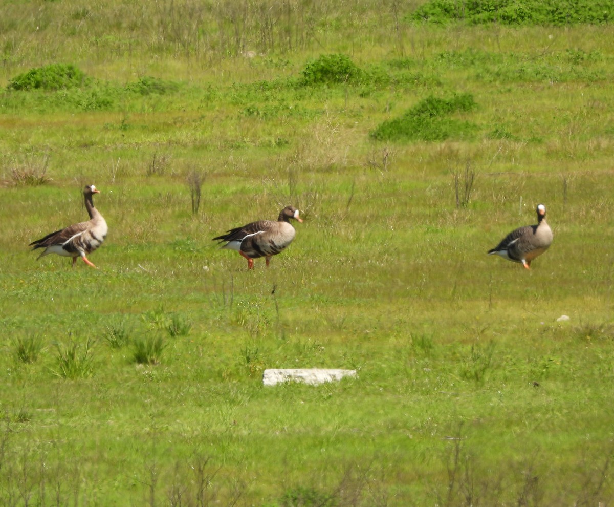 Greater White-fronted Goose - ML616123312