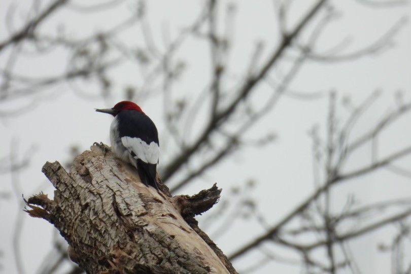 Red-headed Woodpecker - ML616123320