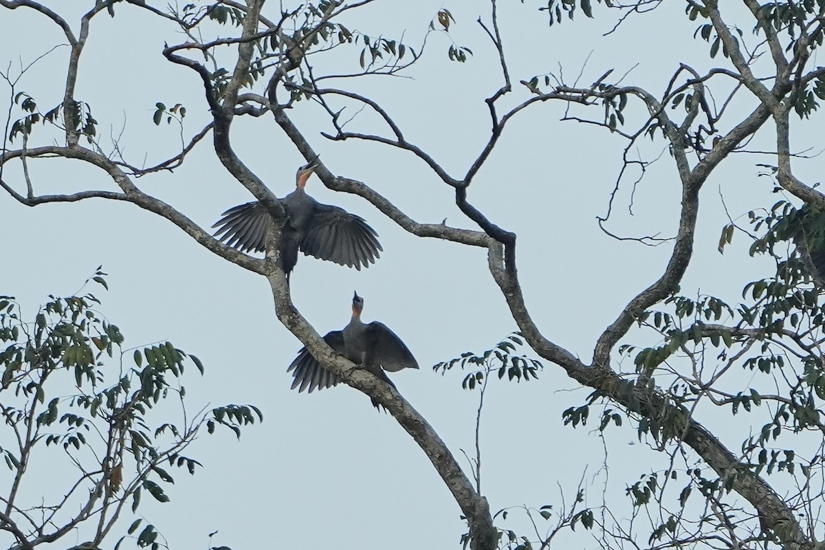 Great Slaty Woodpecker - ML616123351