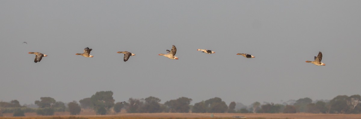 Domestic goose sp. (Domestic type) - ML616123361