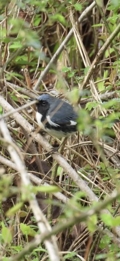 Black-throated Blue Warbler - ML616123373
