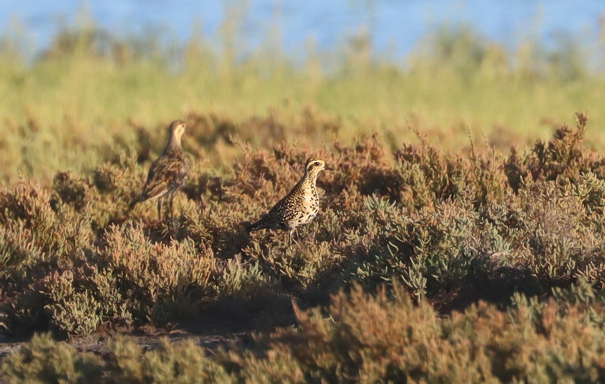 Pacific Golden-Plover - ML616123375