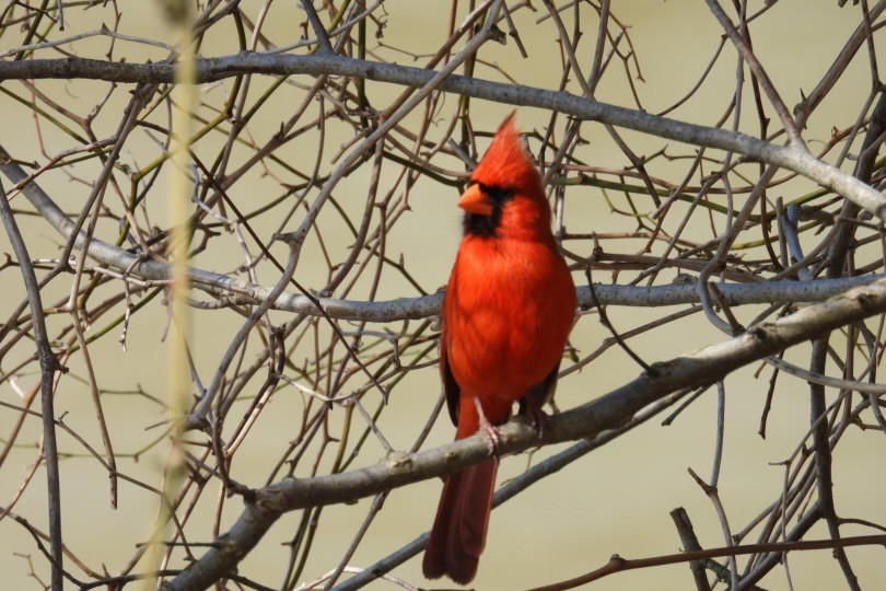 Northern Cardinal - ML616123380