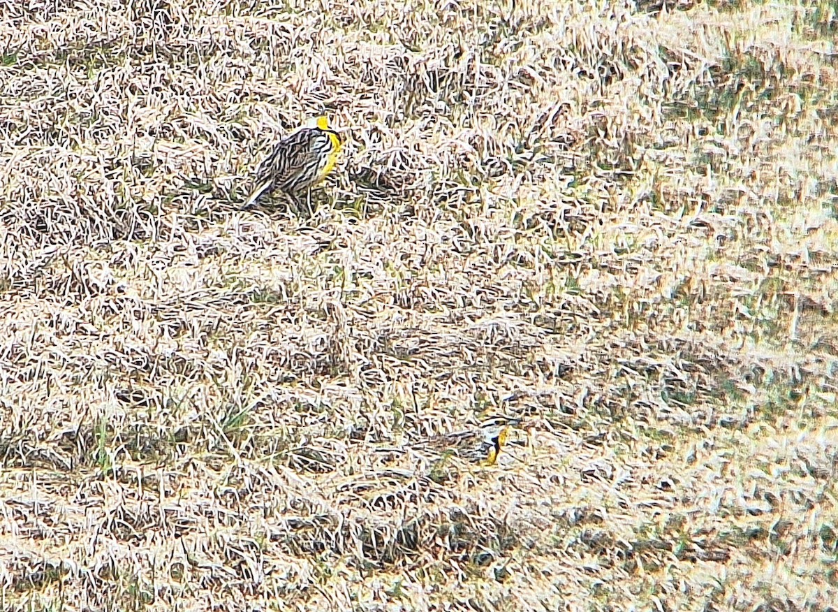 Eastern Meadowlark - ML616123422