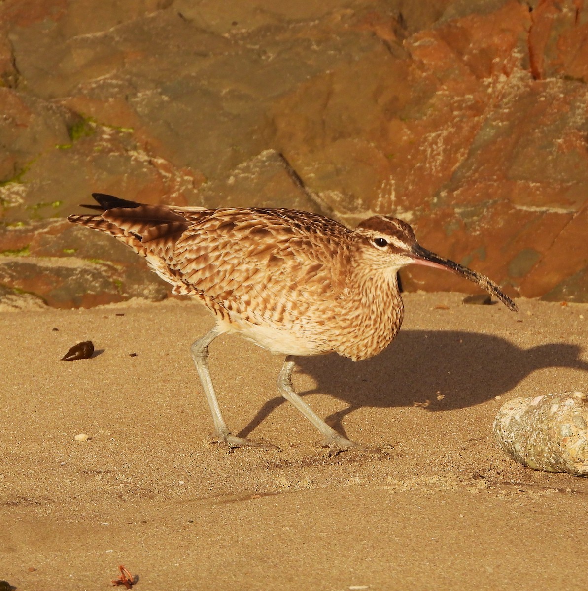 Whimbrel - ML616123456