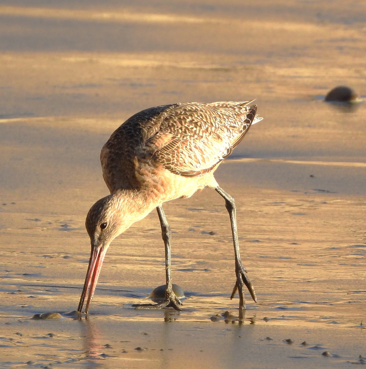 Marbled Godwit - ML616123478